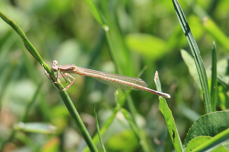 Platycnemis acutipennis (Orange Featherleg).JPG